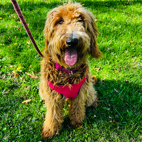 Annie